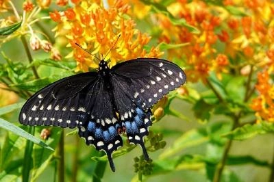 A Butterfly