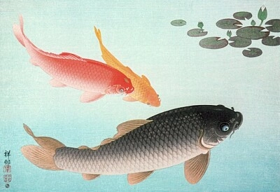 Common and Golden Carp