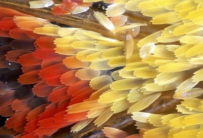 תמונת מאקרו של כנף פרפר