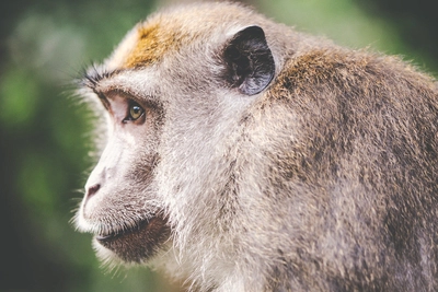Tier-Wildnis-Zoo-Affe