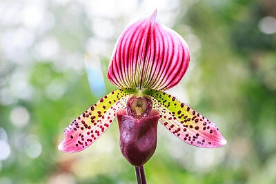 fiori