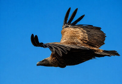 Buitre leonado / Gyps fulvus