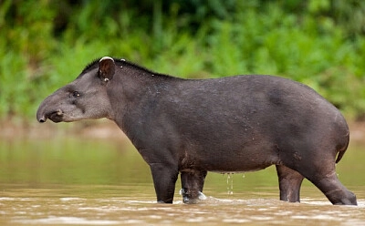 tapir