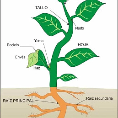La planta