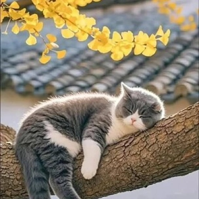 gato