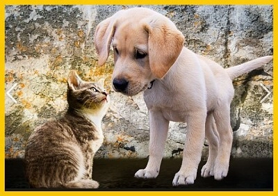 Chien et chat