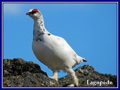 Lagopède