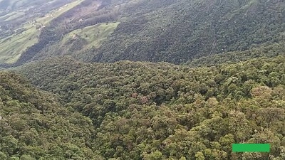 Floresta Região Metropolitana de Curitiba