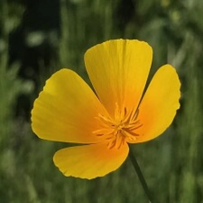 FIORE GIALLO