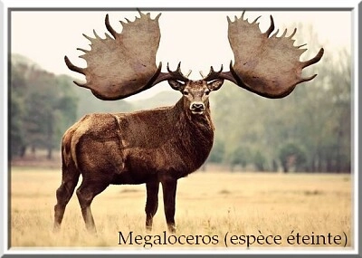 Mégalocéros
