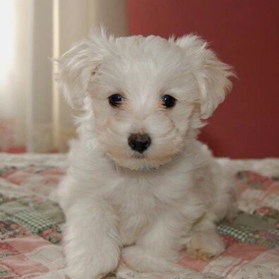 Poodle