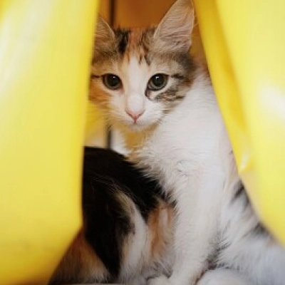 Cats are near
