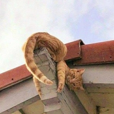 gato