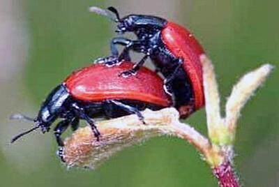 Insecto