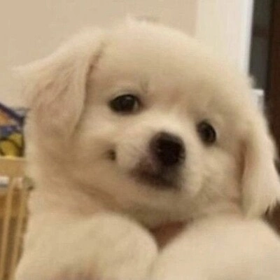 Perro