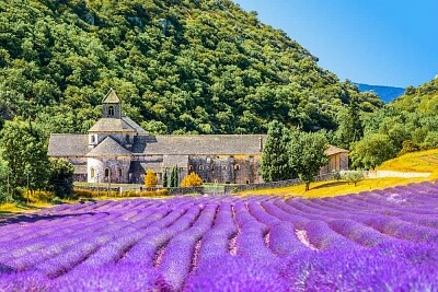 LAVANDA