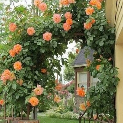 flores