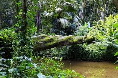 Nature