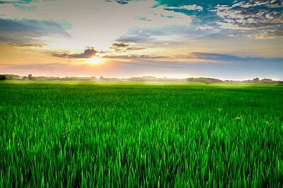 Nature