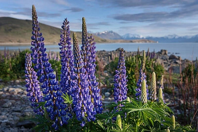 Nature