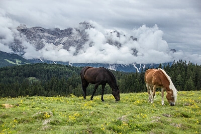 Nature
