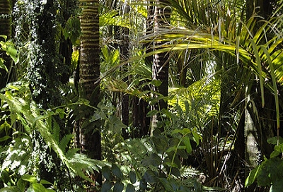 Nature