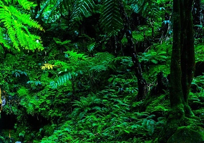 Nature