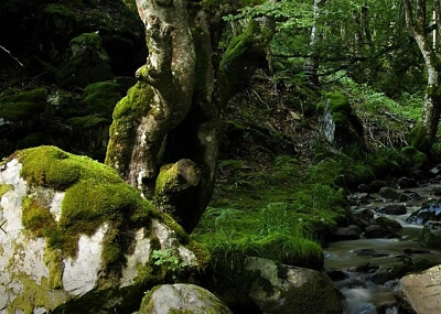 Nature