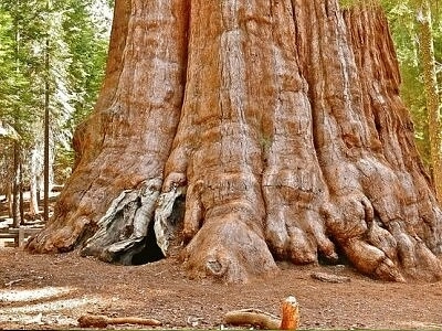 Nature