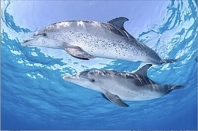 delfini