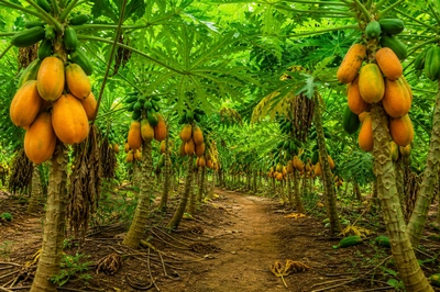 Orchard Papaya Trees