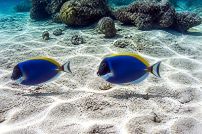 Surgeonfish Pair(grok)