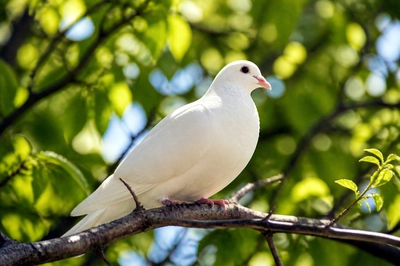 White Dove Branch(grok)