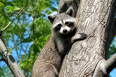 Raccoon Climbing Tree(grok)