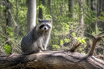 Raccoon on Log(grok)