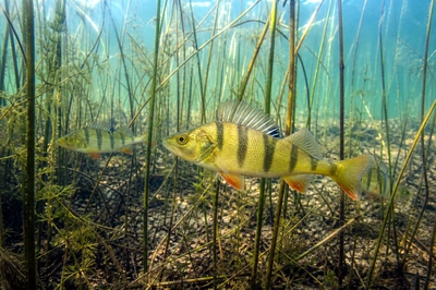 Overcast Reed Perch