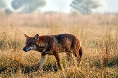 Red Wolf Meadow(grok)