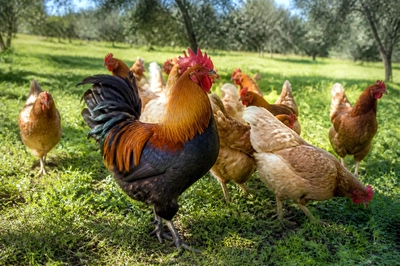 Rooster with Hens(grok)