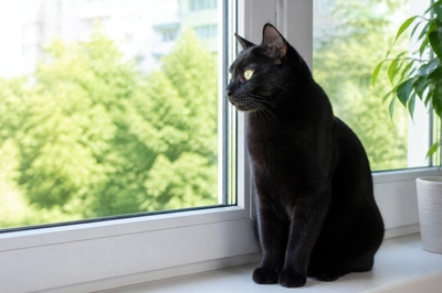 Black Cat Windowsill(grok)