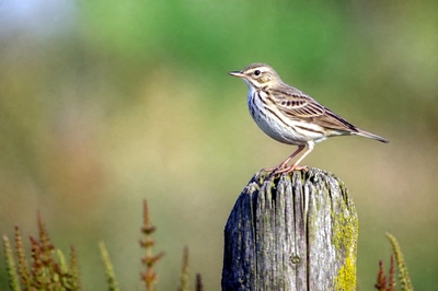 Pipit Fence Post(grok)