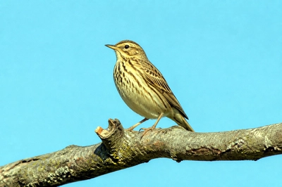 Tree Pipit Branch(grok)