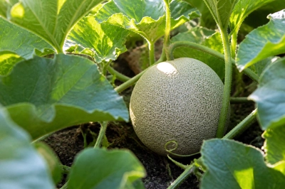 Garden Melon Vine(grok)