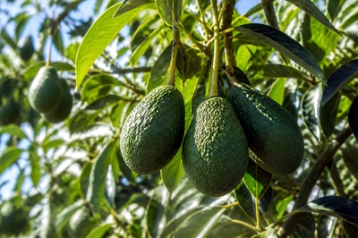 Afternoon Tree Avocado