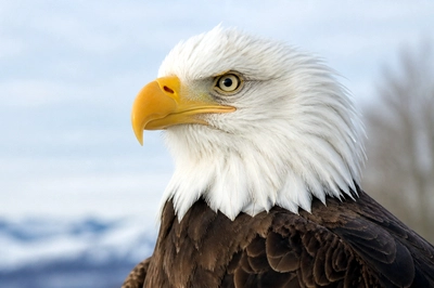 Eagle Close Portrait(grok)