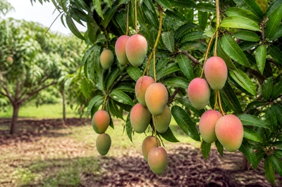 Mango Tree Orchard(grok)