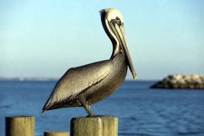 Pelican Pier Post(grok)