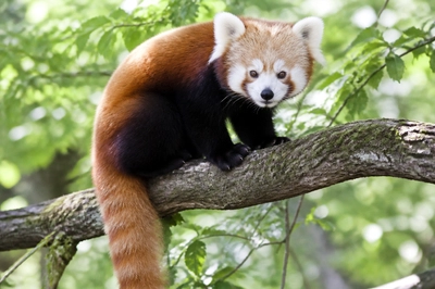 Red Panda Branch(grok)