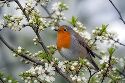 Robin Blooming Branch(grok)