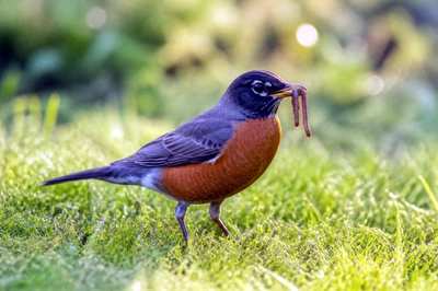 Robin on Lawn(grok)