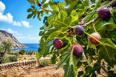 Travel Orchard Figs(grok)
